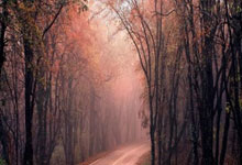 国安对阵沧州首发：5外援对决张稀哲、林良铭上场